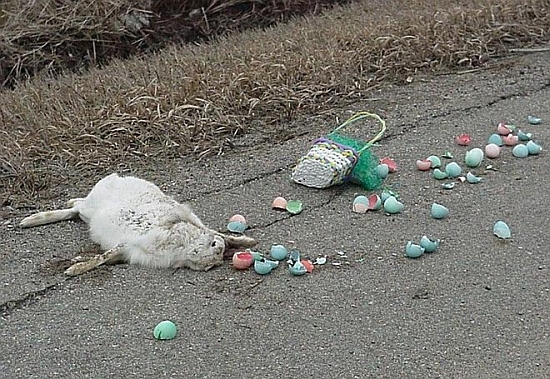 funny easter bunny pics. BREAKING: Easter Bunny is Dead